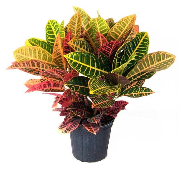 Croton Plant