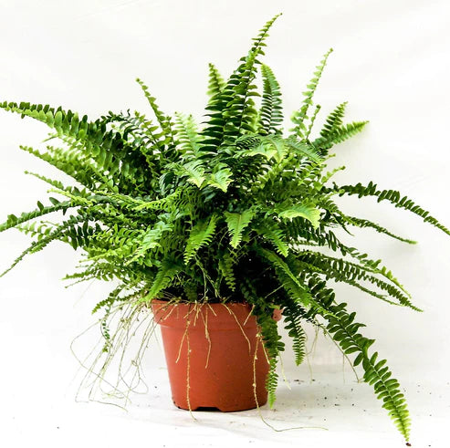 Boston Fern