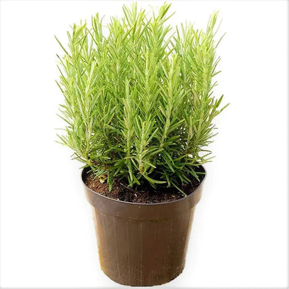 Rosemary Herb