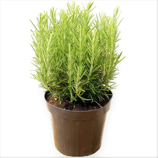 Rosemary Herb