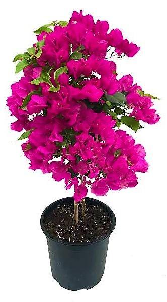 Bougainvillea Spectabilis