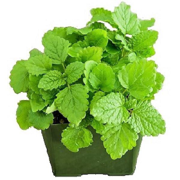 Balm Mint