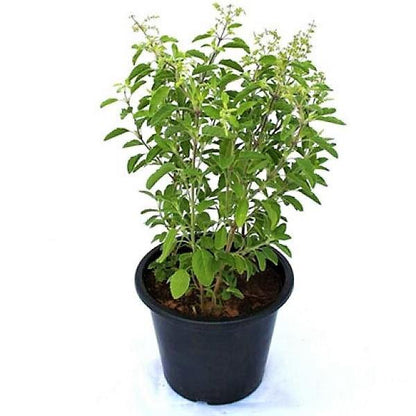 Tulsi Plant, Holy Basil
