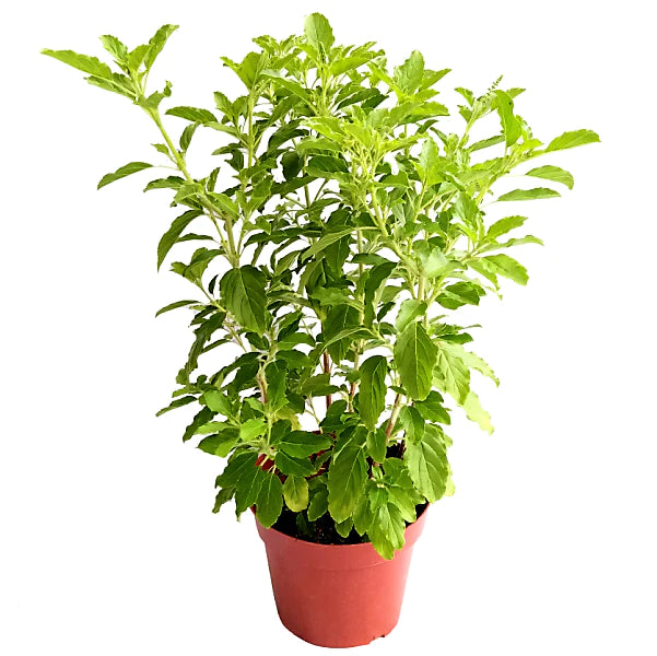 Tulsi Plant, Holy Basil