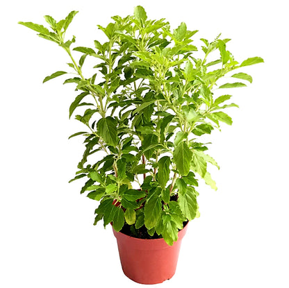 Tulsi Plant, Holy Basil