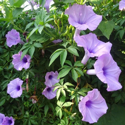 Ipomoea Climber