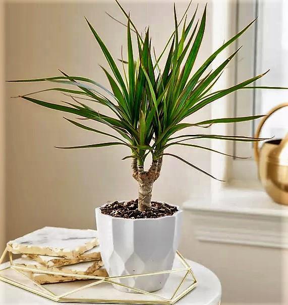 Dracaena Draco