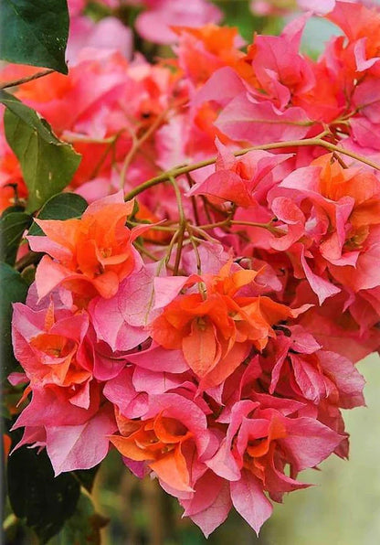 Bougainvillea Spectabilis