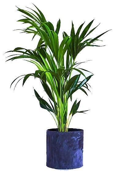 Areca Small