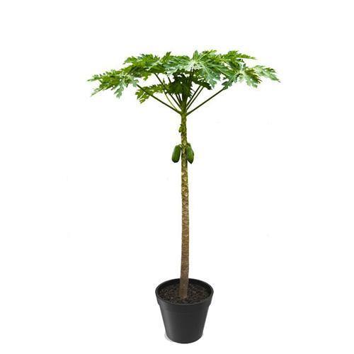 Papaya Tree, شجرة البابايا