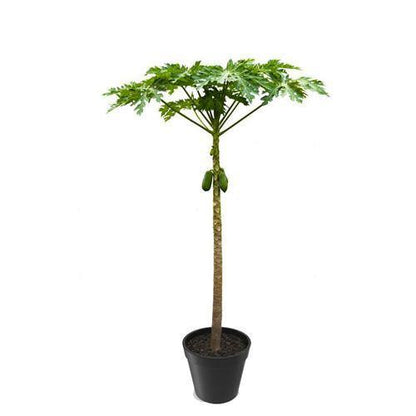 Papaya Tree, شجرة البابايا