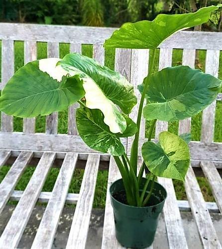 baby alocasia gagaena california elephant ear plant live tree garden Alocasia Gageana, Elephant Ear, Alocasia California – WARDA Plants