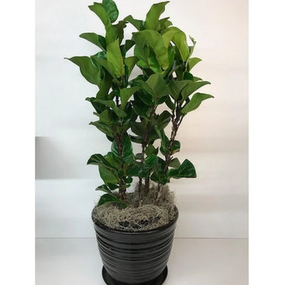 Fiddle Leaf Fig