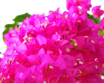 Bougainvillea Spectabilis