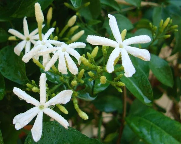 Jasmine Climber