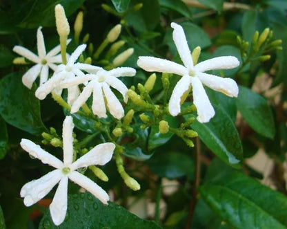 Jasmine Climber