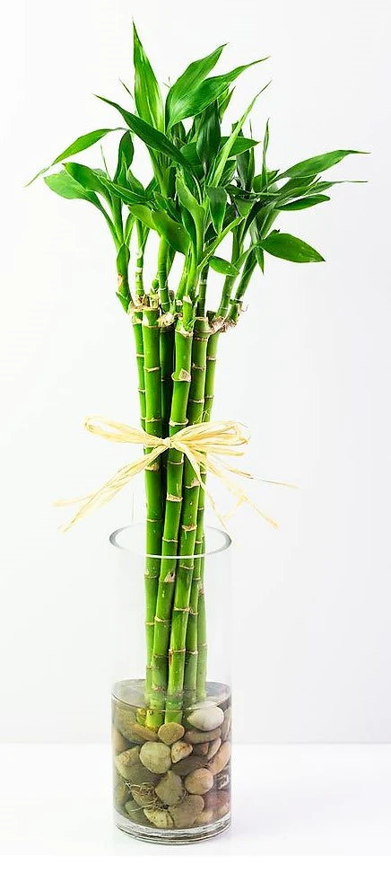 Lucky Bamboo Stick