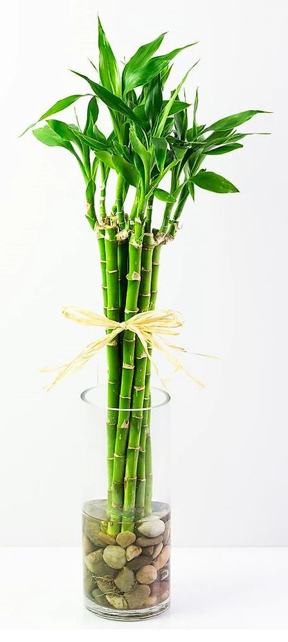 Lucky Bamboo Stick