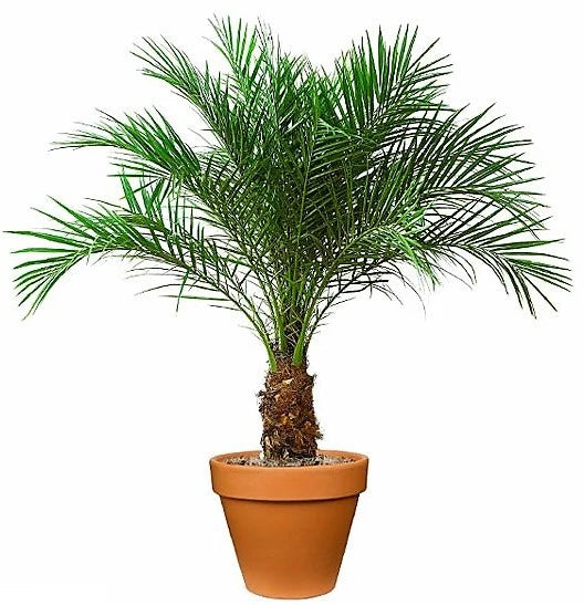 Phoenix Palm