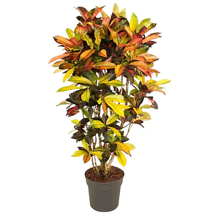 Croton Plant
