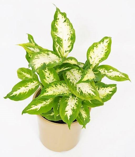 Dieffenbachia Compacta