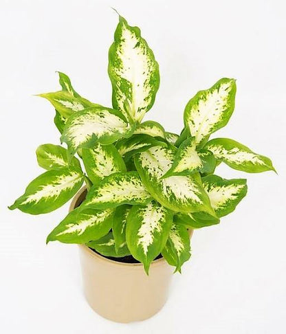 Dieffenbachia Compacta