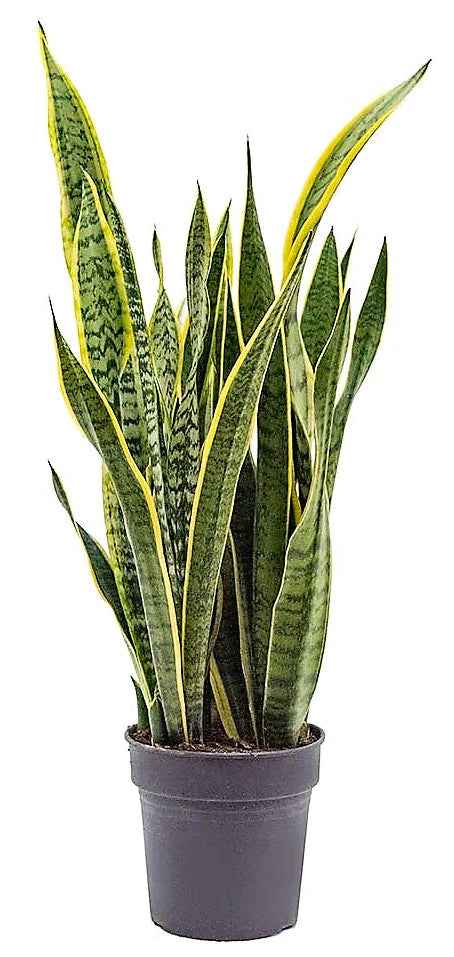 Snake Plant Indoor