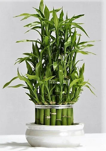 Dracaena Sanderiana