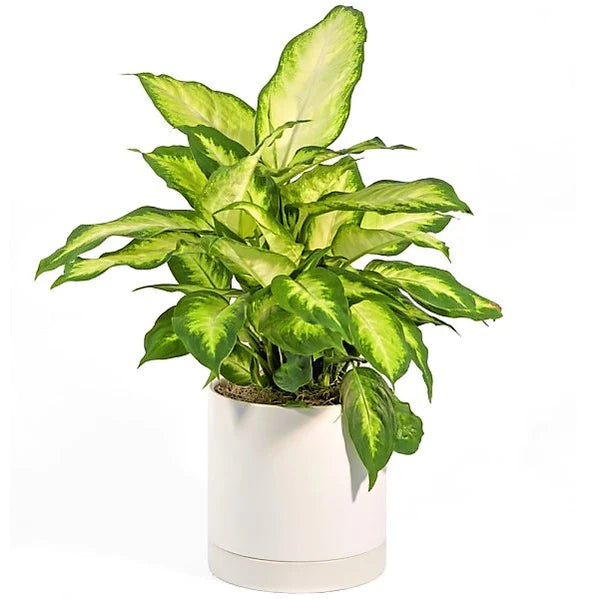 Dieffenbachia Camilla