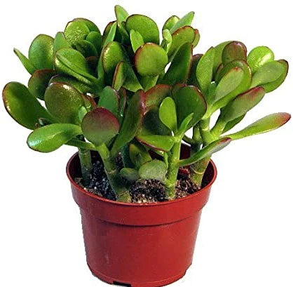 Jade Plant