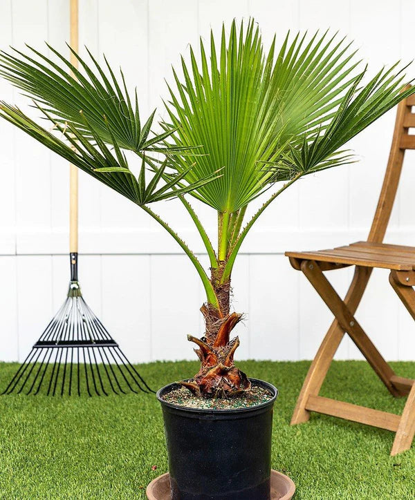 Mexican Fan Palm