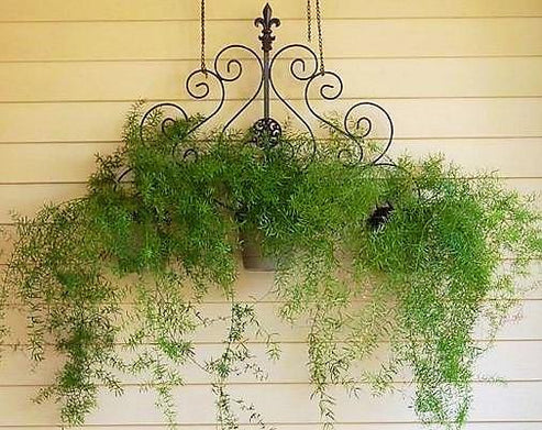 Asparagus Hanging
