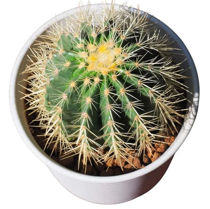 Golden Barrel Cactus, Ball Cactus