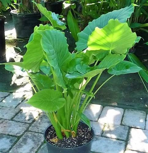baby alocasia gagaena california elephant ear plant live tree garden Alocasia Gageana, Elephant Ear, Alocasia California – WARDA Plants
