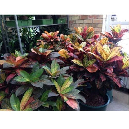 Croton Plant