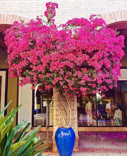 Bougainvillea Spectabilis