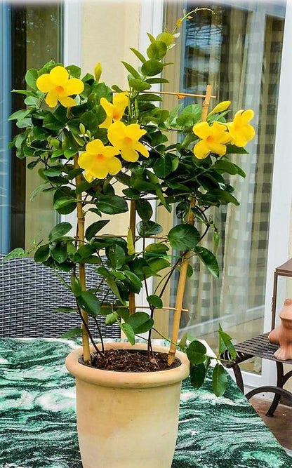 Mandevilla Climber