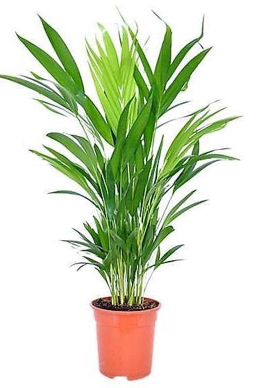 Areca Small