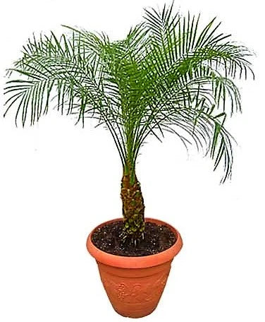 Phoenix Palm