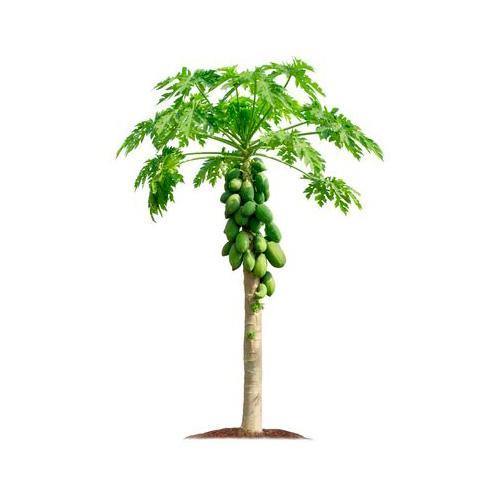 Papaya Tree, شجرة البابايا