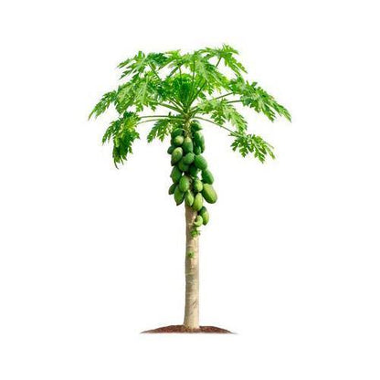 Papaya Tree, شجرة البابايا