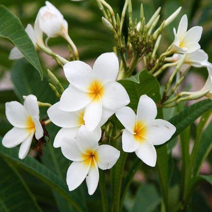 Frangipani Tree