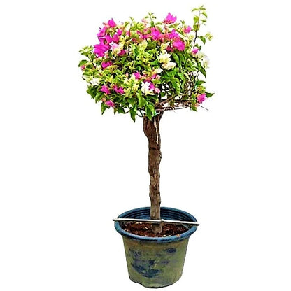 Bougainvillea Single Head