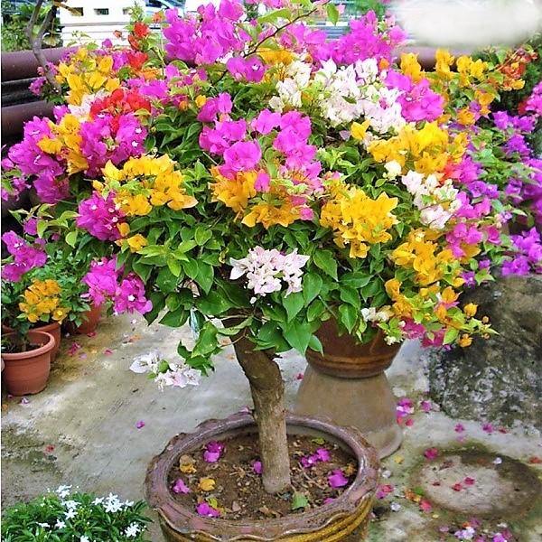 Bougainvillea Single Head