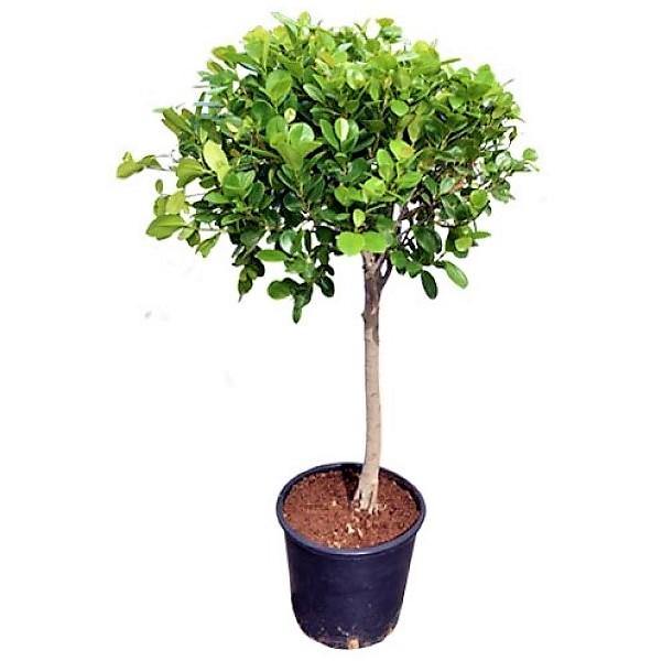 Ficus Panda - Single Head