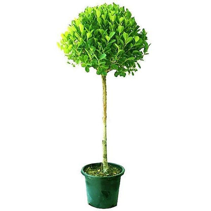 Ficus Panda - Single Head