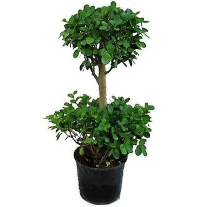 Ficus Panda Double Heads