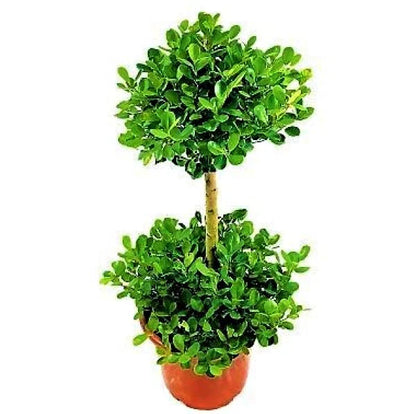 Ficus Panda Double Heads