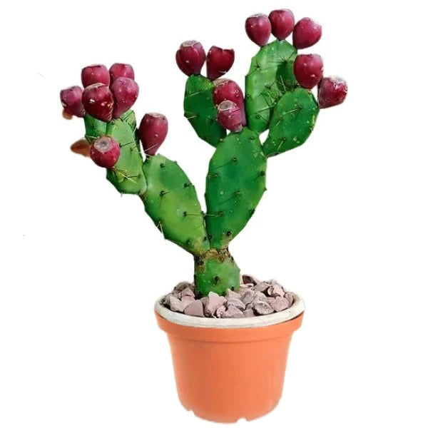 Opuntia Ficus Indica, Barbary Fig, Indian Fig
