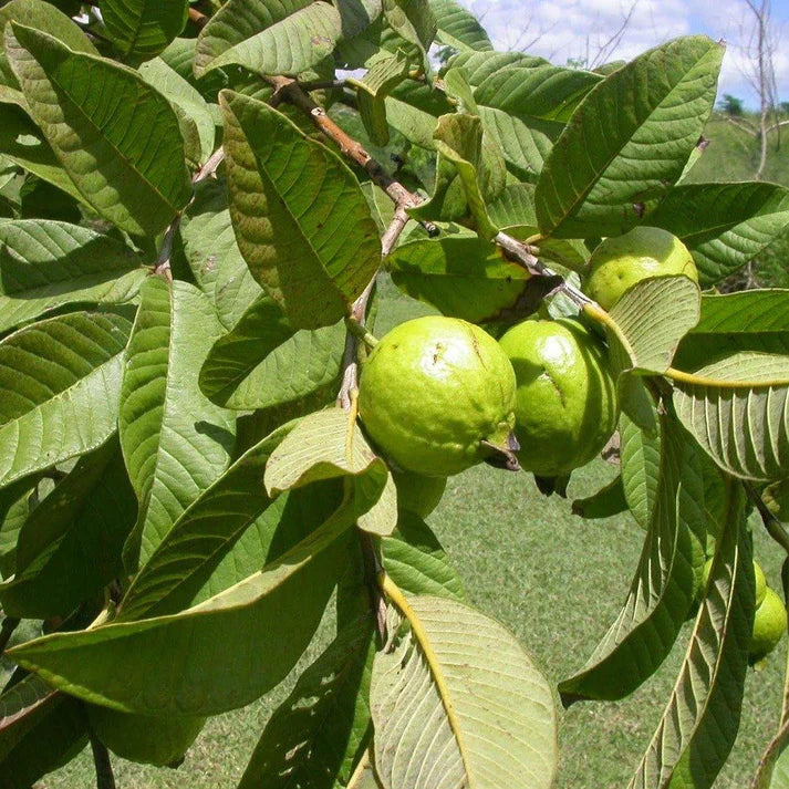 Guava Tree